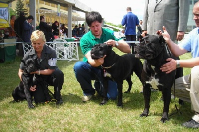 von Mordore - CACIB Budapest (H) & CACIB Timisoara (RO)